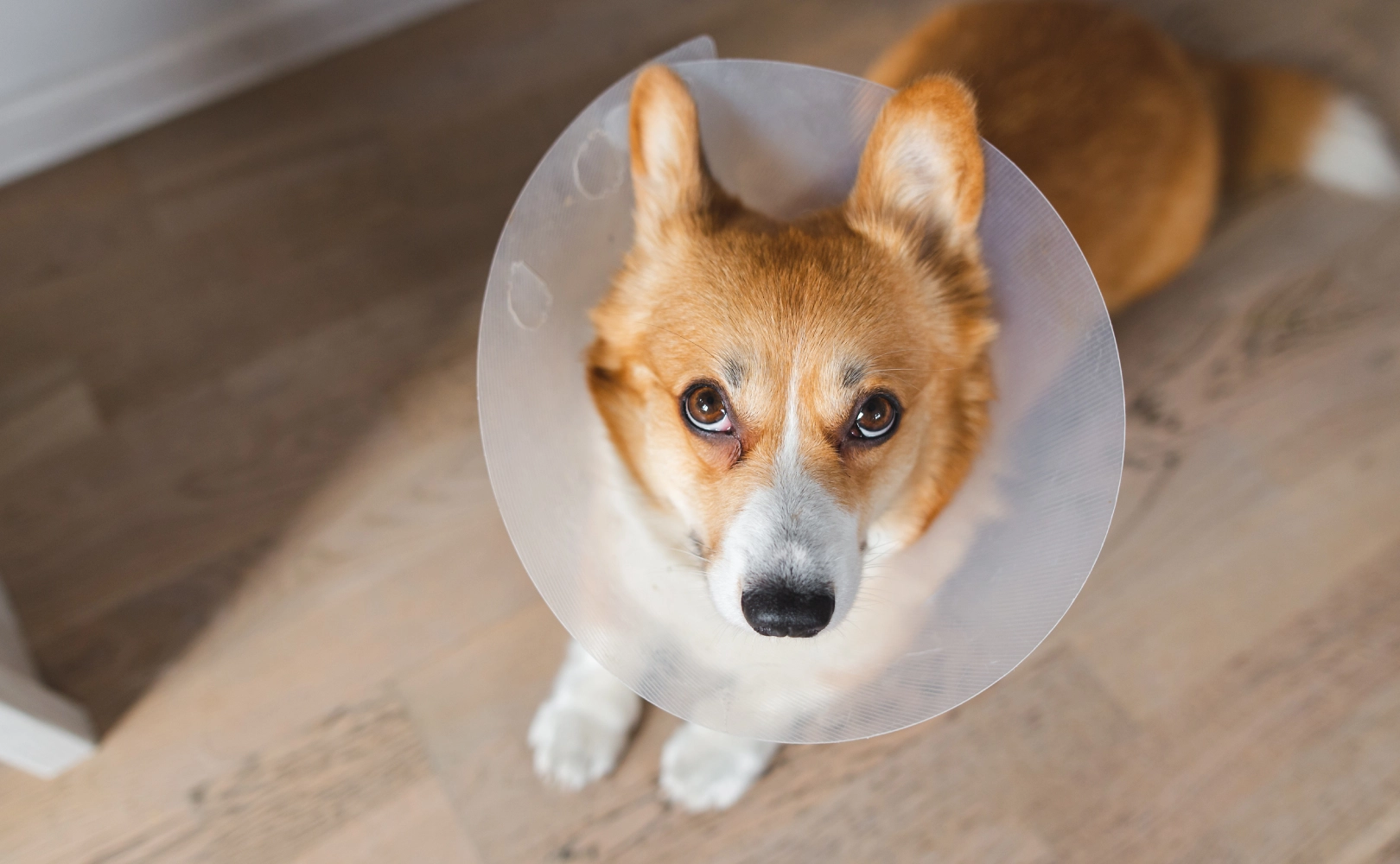 pet dog wearing a vet cone for wellbeing